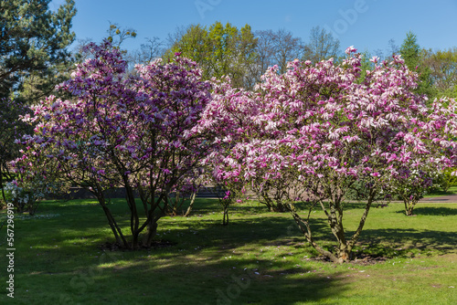 Bushes of blooming purple magnolia in the city park