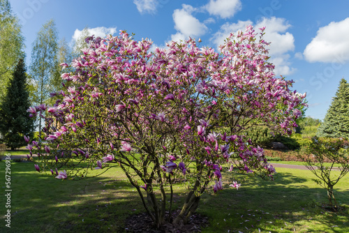 Bush of blooming purple magnolia in the city park