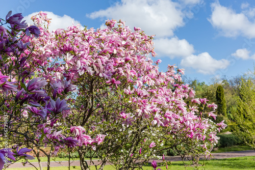 Bushes of blooming purple magnolia in the city park