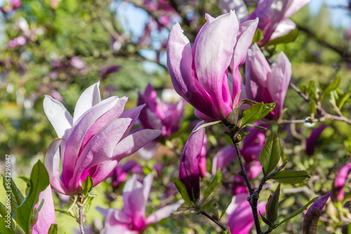 Flowers of purple magnolia on a blurred background close-up