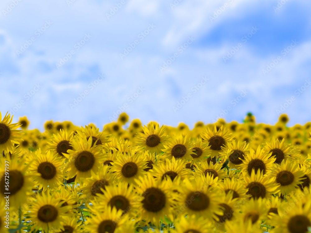 Fototapeta premium 満開のひまわり畑と夏の空
