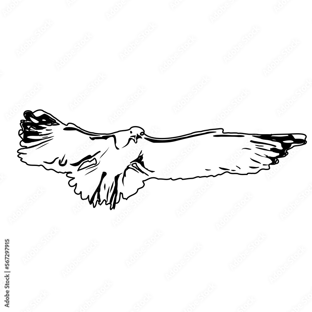 Black and white sketch of a flying bird with transparent background Black and white sketch of a flying bird with transparent background