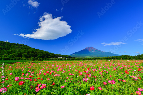 青空にポピーと富士山