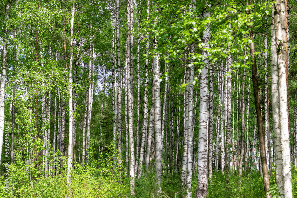 Birch forest in summer. Beautiful natural landscape. Birch forest in summer. Beautiful natural landscape.