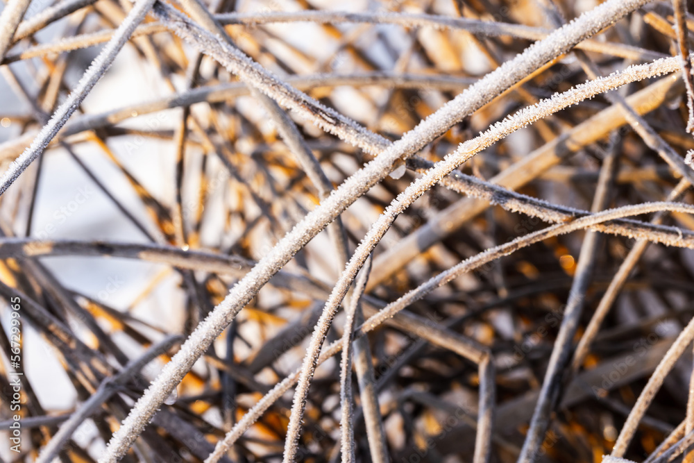 Dry stems of coastal reed covered with frost, abstract natural photo