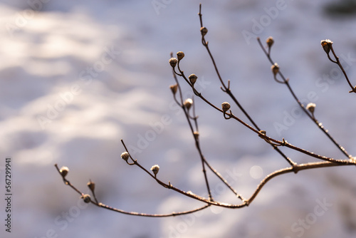 Branch with dry flowers over snowdrift, natural winter background