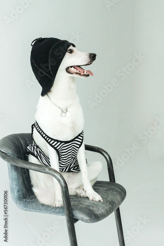 dog in a cap photo