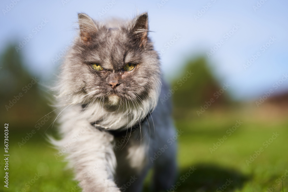 Portrait of Persian cat walking in the grass