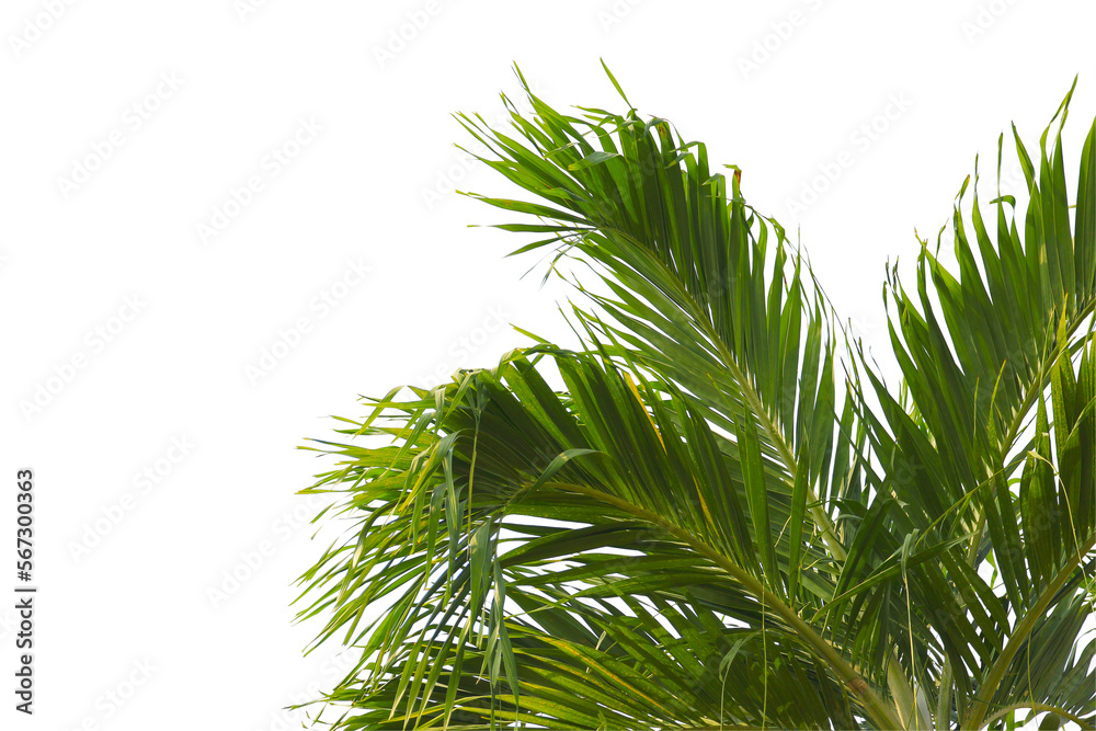 green coconut leaf or tree branch isolated on white background. green coconut leaf or tree branch isolated on white background.