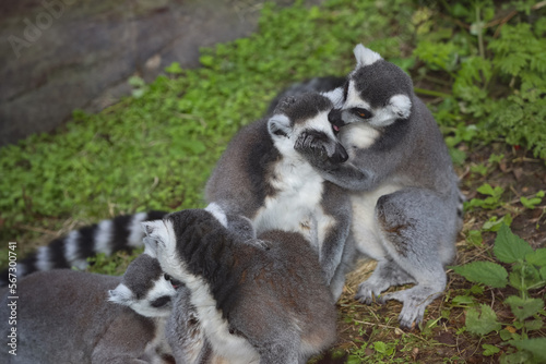 a family of lemurs playing at the zoo, ring-tailed lemur, lemur catta