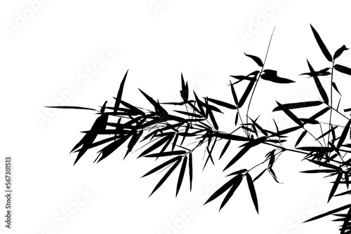 Silhouette tree branch isolated with white background. © Parichart