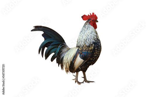 Foto beautiful colored chicken isolated on white background.