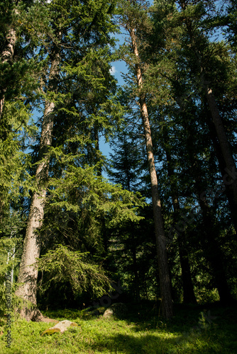 Pathway through pine forest © Julia