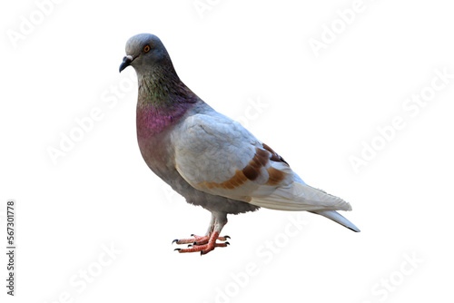 one pigeon isolated on white background.