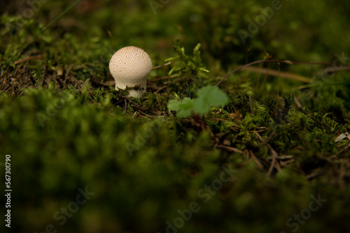 White puffer mushroom