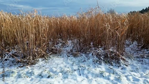 Close-up aerial view of tall golden grass in a snowy field, with a cloudy sky above