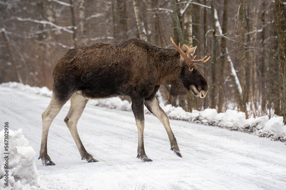 a huge elk bull with one big antler is crossing the snowing road in the forest in winter and blurred background a huge elk bull with one big antler is crossing the snowing road in the forest in winter and blurred background