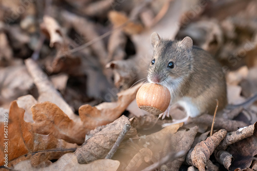 adorable, animal, autumn, background, beautiful, black, black eyes, blurred background, brown, closeup, creature, cute, ears, elk island national park, eye, fall, fallen leaves, fluffy, foliage, food,