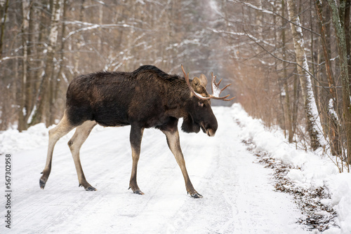 Crossing the snowing road a huge elk bull with big antlers in snow in the forest in winter and blurred background
