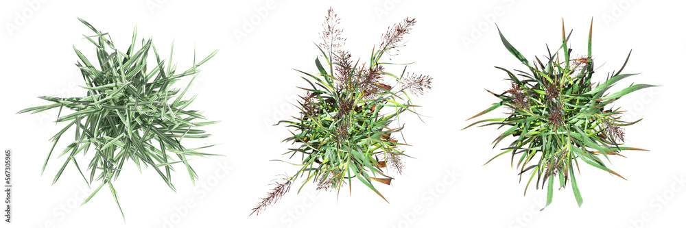 Naklejka premium wild field grass, top view, isolated on white background, 3D illustration, cg render