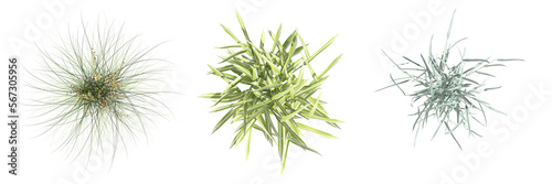 wild field grass  top view  isolated on white background  3D illustration  cg render