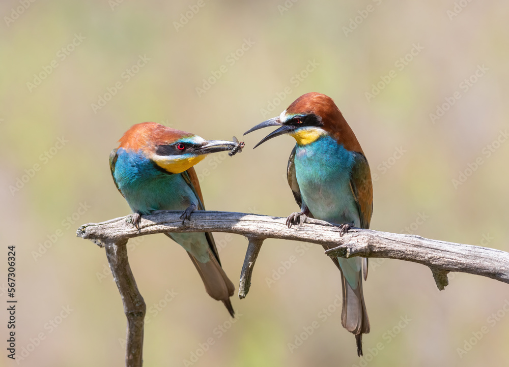 Fototapeta premium European bee-eater, Merops apiaster. The male gives the female a gift