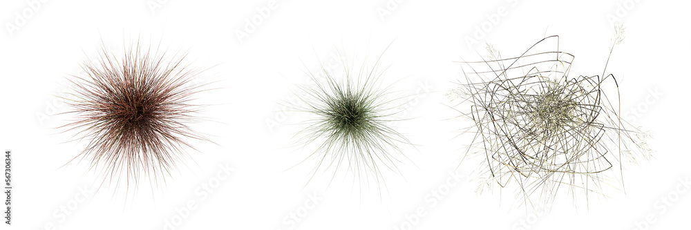 Fototapeta premium wild field grass, top view, isolated on white background, 3D illustration, cg render