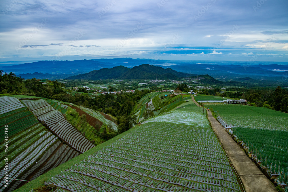 Rolling green mount Sumbing slope with crop terrace in sukomakmur village central java	