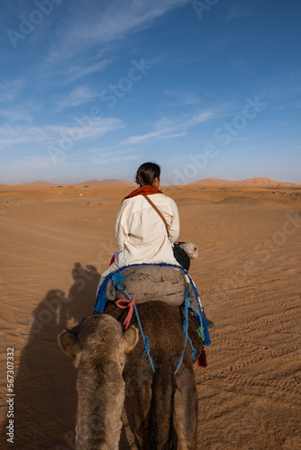 camels in the desert