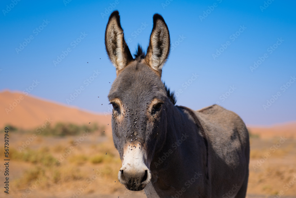donkey in  the desert