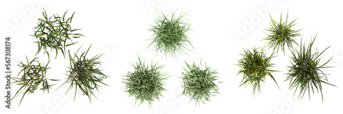 wild field grass, top view, isolated on a transparent background, 3D illustration, cg render