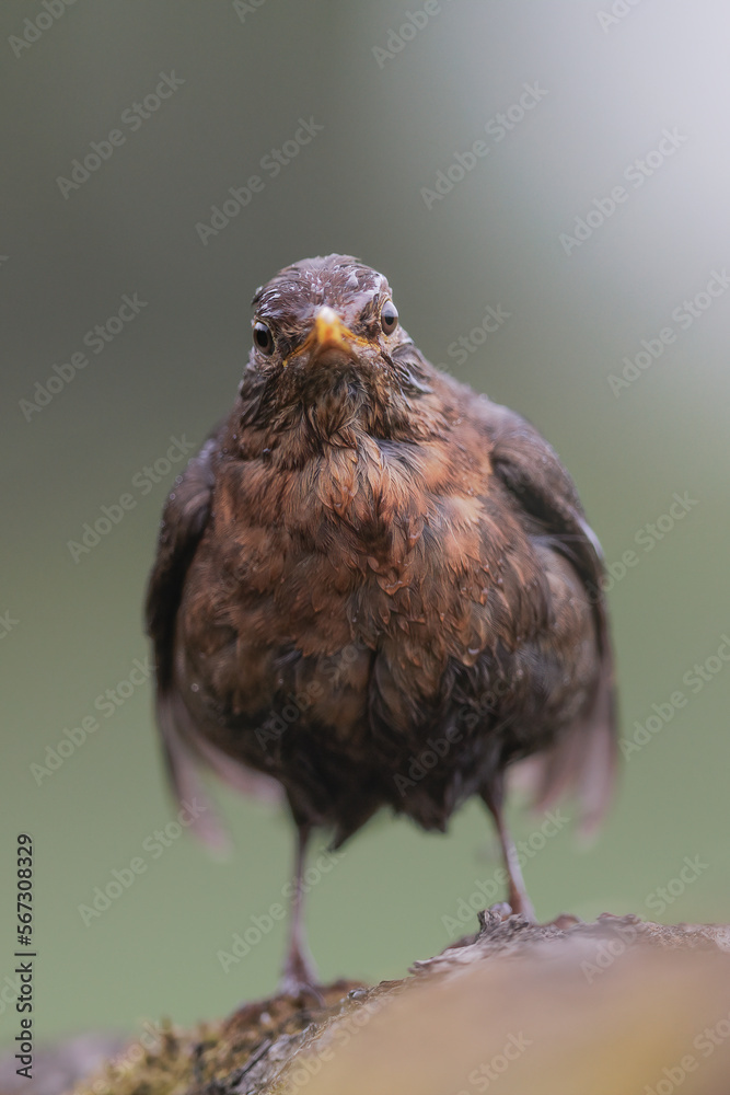 Obraz premium Common blackbird, Turdus merula i natural habitat. Wildlife from Europe. Common Black-bird green background. Black bird with orange bill.