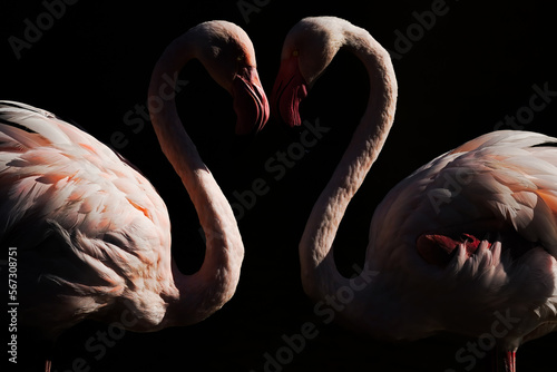 Fototapeta Naklejka Na Ścianę i Meble -  Greater Flamingo, Phoenicopterus ruber, beautiful pink big bird with long neck , animal in the nature habitat, France. Wild from Europe. Flamingo, wildlife.