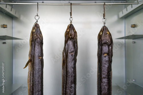 Three eels hanging in a smoking oven photo