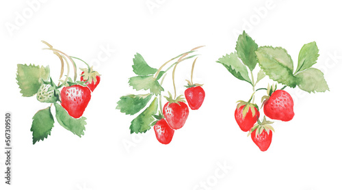 Strawberry, red berries, strawberries with leaves,sweet food,  watercolor illustration 