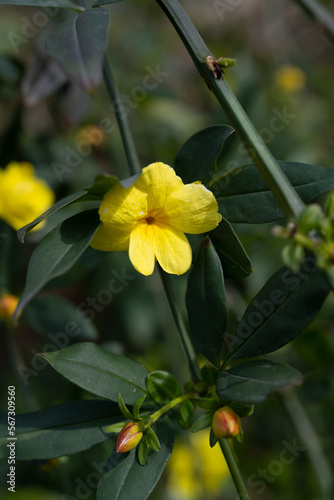 yellow flower in the garden