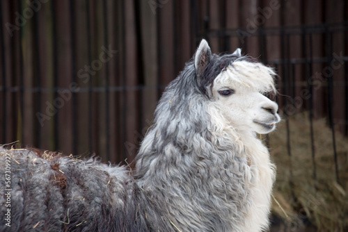Alpaca (llama).
 This is a domestic artiodactyl animal from the camel family. They are bred in the high-altitude belt of South America (the Andes). photo