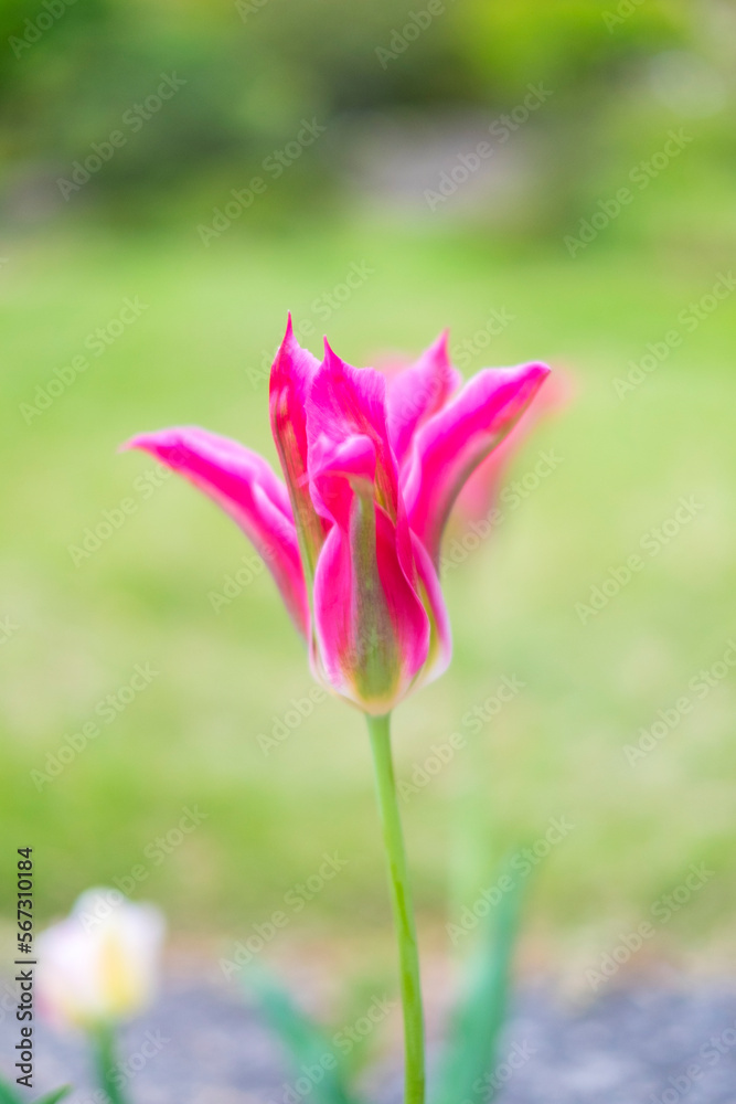 Fototapeta premium チューリップ