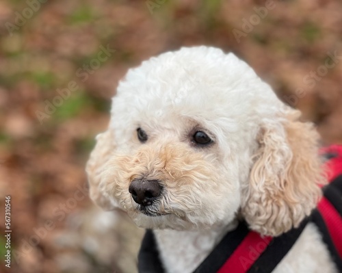 portrait of a poodle © Moonphase