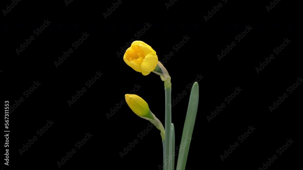 4K Time Lapse of blooming yellow daffodils or narcissus flower isolated on black background. 4K Time Lapse of blooming yellow daffodils or narcissus flower isolated on black background.