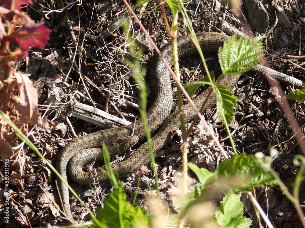 Obraz premium Schlingnatter (Coronella austriaca)