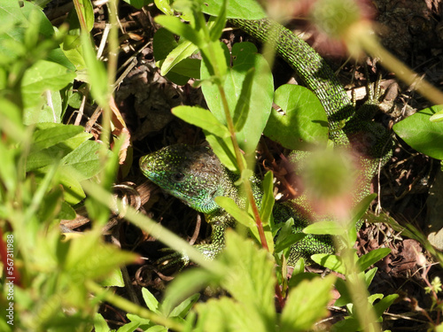 Westliche Smaragdeidechse  Lacerta bilineata  