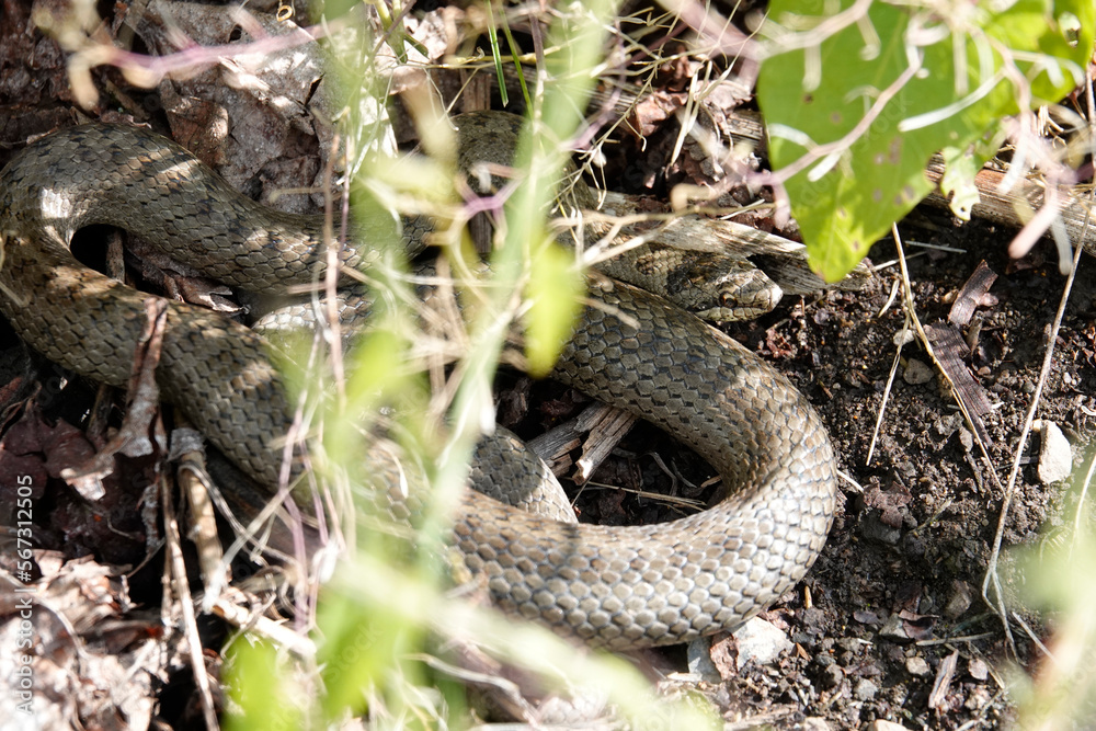 Obraz premium Schlingnatter (Coronella austriaca)