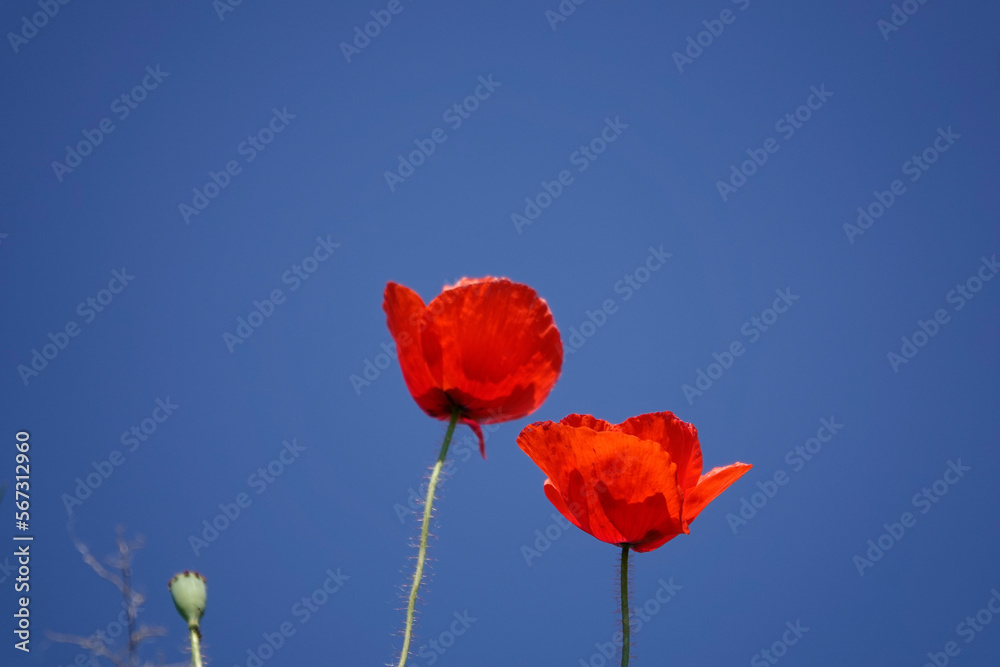 Obraz premium Klatschmohn (Papaver rhoeas)
