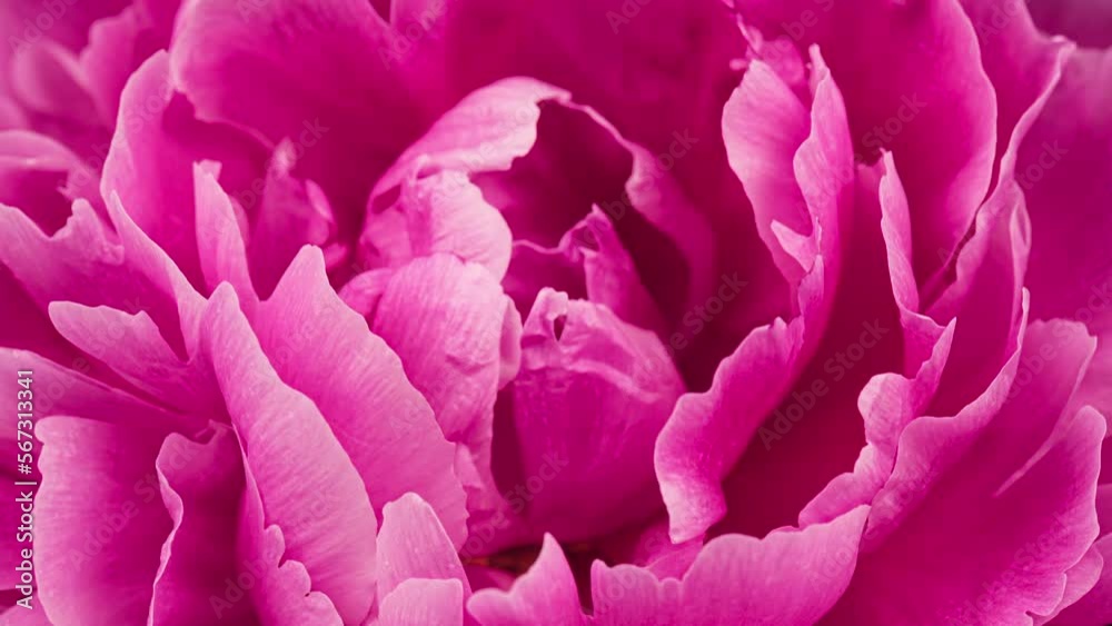 4K Time Lapse of blooming pink Peony flower with water drops. Timelapse of wet Peony petals close-up. Time-lapse of dew on a big single flower opening.