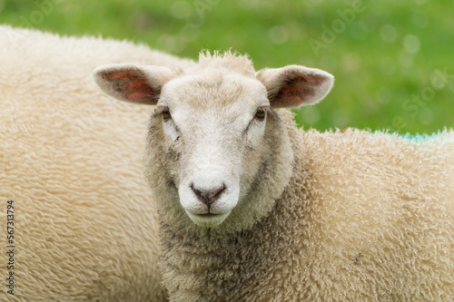 Portrait of a shy dyke sheep while looking at you photo