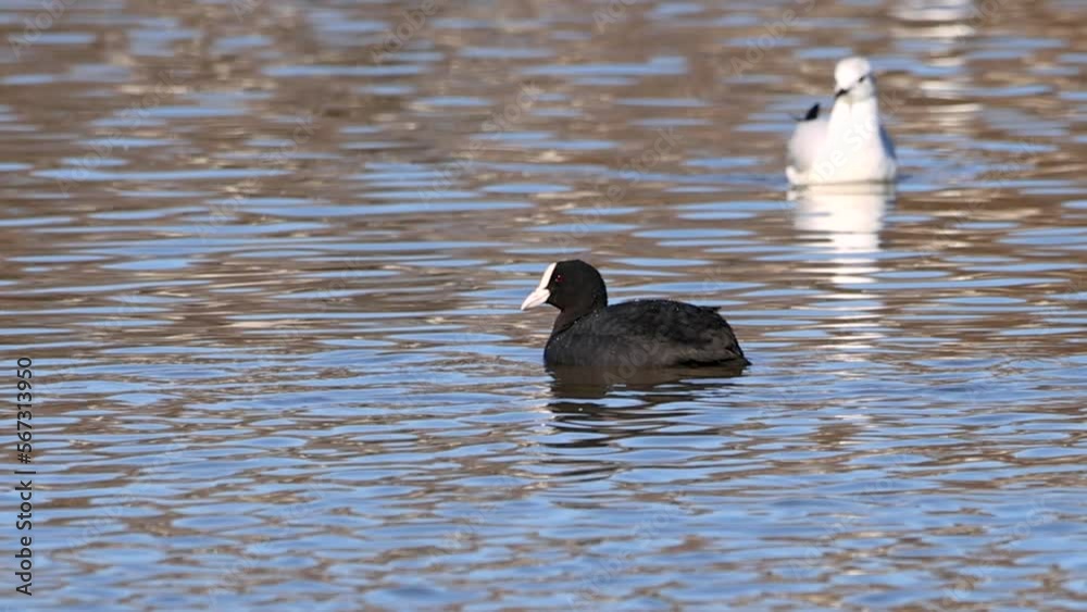 Eurasian coot (Fulica atra) swimming in a pond in the Nature Reserve Marismas del Odiel, Huelva, Andalusia, Spain Eurasian coot (Fulica atra) swimming in a pond in the Nature Reserve Marismas del Odiel, Huelva, Andalusia, Spain