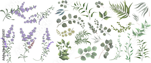A large collection of herbs and plants. Green plants on a white background. Lavender flowers, eucalyptus and other leaves 