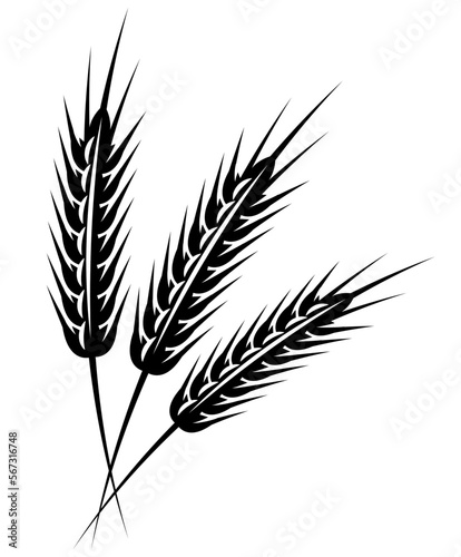 Inflorescence of three spikelets. Vector monochrome illustration. Template or element for design