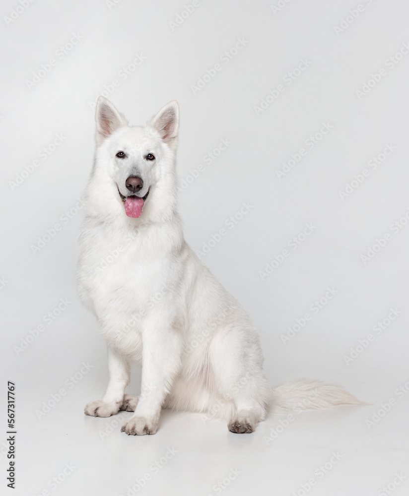 Studio shot of beautiful smart calm White Swiss Shepherd Dog sitting, posing isolated over grey background. Concept of motion, action, pets love, animal life, domestic animal.